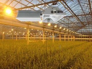Innen 155lm/w 160000lm wachsen Lichter, 1000W HPS wachsen Lichter