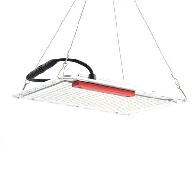 wächst 100W geführtes Gemüse 60Hz Lichter, Quantums-Brett, das SMD5730, die Innen sind, hell wachsen