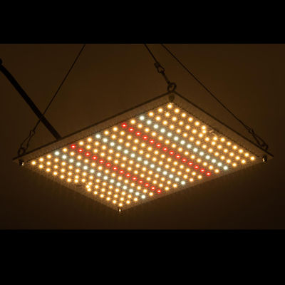 Hydroponik RikoLite 100W 277vac geführt, Licht-Quantums-Brett 167.3umol/S zu wachsen