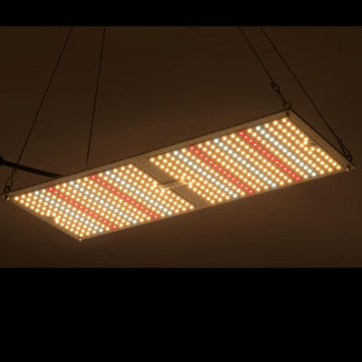 Heilpflanze-Anbau in geschlossenen Räumen-Quantums-Brettes Rikolite 200w wachsende Wasserkultursysteme